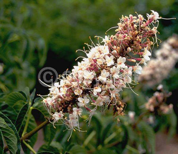 White blooms; Pink blooms; Deciduous; Broadleaf; North American Native