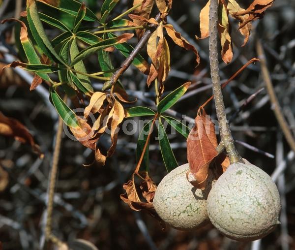 White blooms; Pink blooms; Deciduous; Broadleaf; North American Native