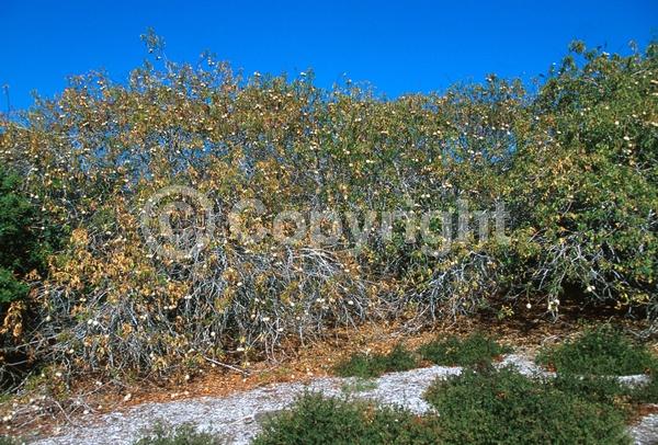 White blooms; Pink blooms; Deciduous; Broadleaf; North American Native