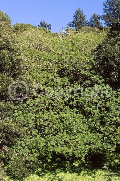 White blooms; Pink blooms; Deciduous; Broadleaf; North American Native