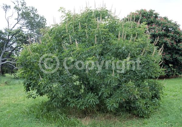 White blooms; Pink blooms; Deciduous; Broadleaf; North American Native