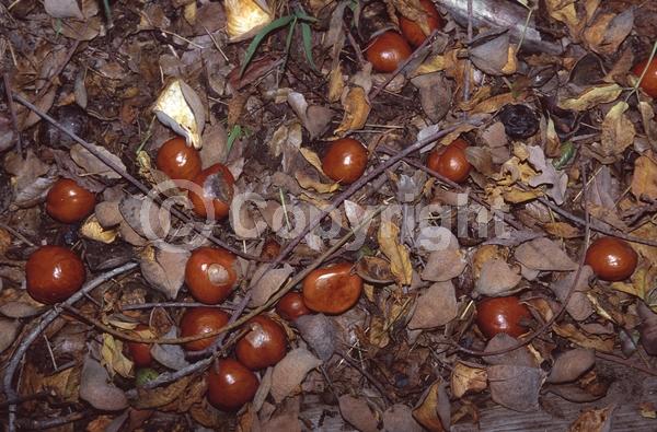White blooms; Pink blooms; Deciduous; Broadleaf; North American Native