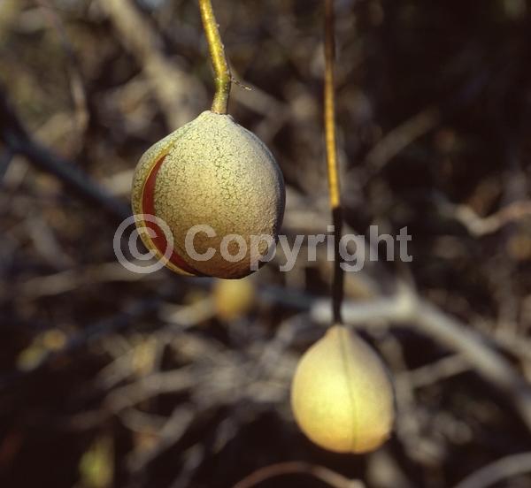 White blooms; Pink blooms; Deciduous; Broadleaf; North American Native