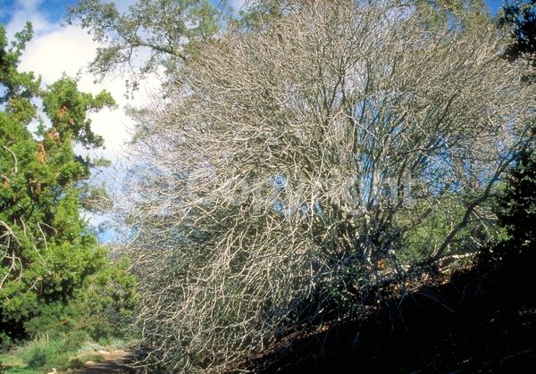 White blooms; Pink blooms; Deciduous; Broadleaf; North American Native