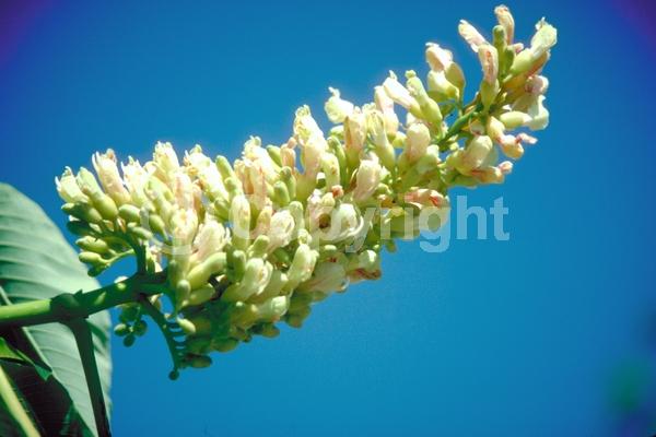Yellow blooms; Deciduous; Broadleaf; North American Native