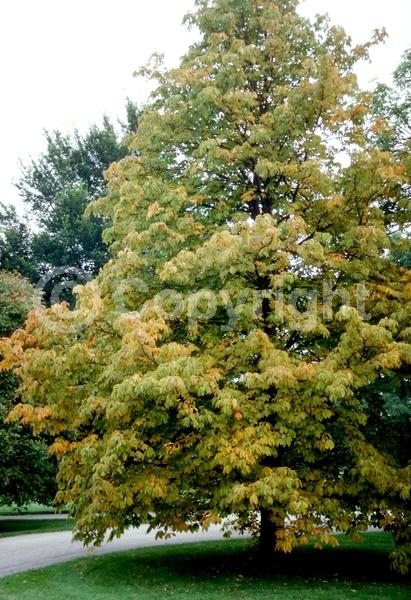 Yellow blooms; Deciduous; Broadleaf; North American Native