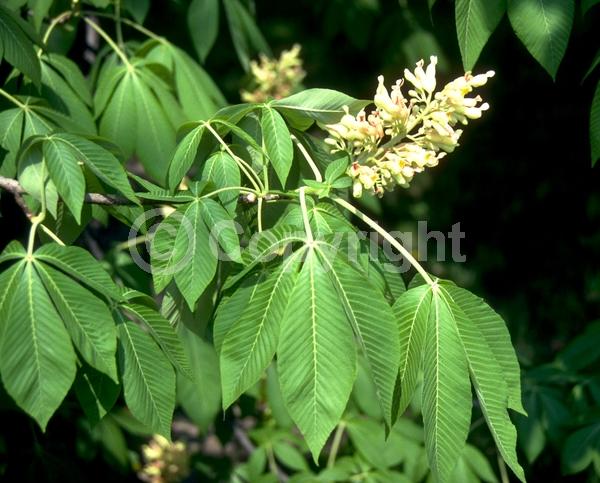 Yellow blooms; Deciduous; Broadleaf; North American Native