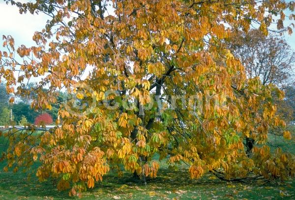 Yellow blooms; Deciduous; Broadleaf; North American Native