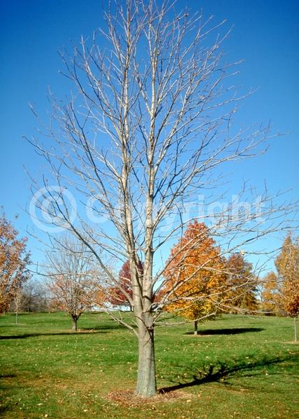 Yellow blooms; Deciduous; Broadleaf; North American Native