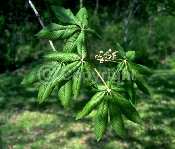 Yellow blooms; Deciduous; Broadleaf; North American Native