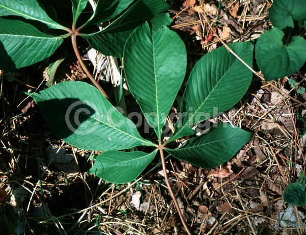 Yellow blooms; Deciduous; Broadleaf; North American Native