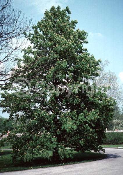 Yellow blooms; Deciduous; Broadleaf; North American Native