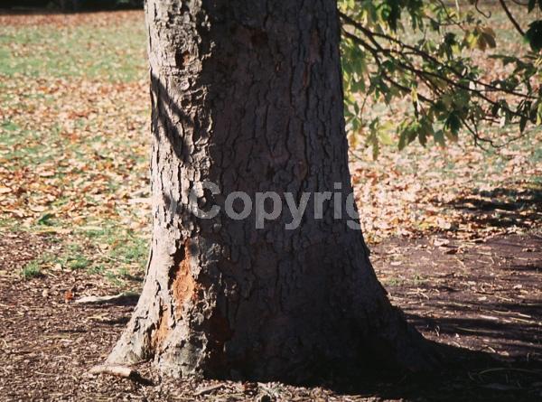 Yellow blooms; Deciduous; Broadleaf; North American Native