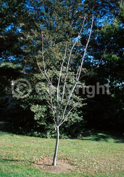 Yellow blooms; Deciduous; Broadleaf; North American Native