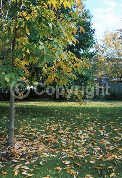 Yellow blooms; Deciduous; Broadleaf; North American Native