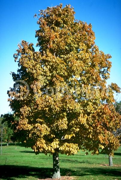 Yellow blooms; Deciduous; Broadleaf; North American Native