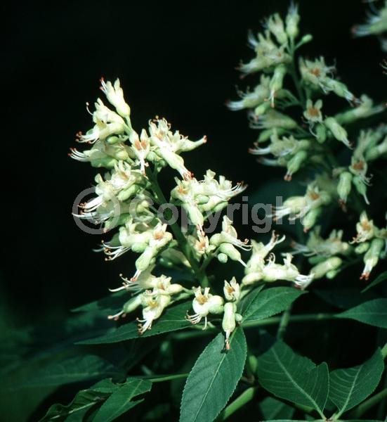 Yellow blooms; Deciduous; Broadleaf