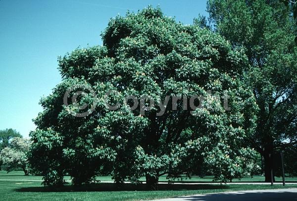 Yellow blooms; Deciduous; Broadleaf