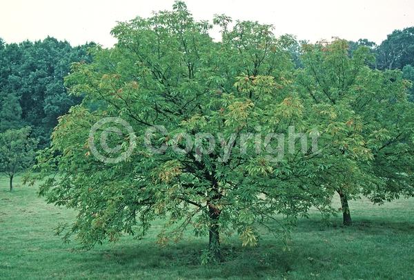 Yellow blooms; Deciduous; Broadleaf; North American Native