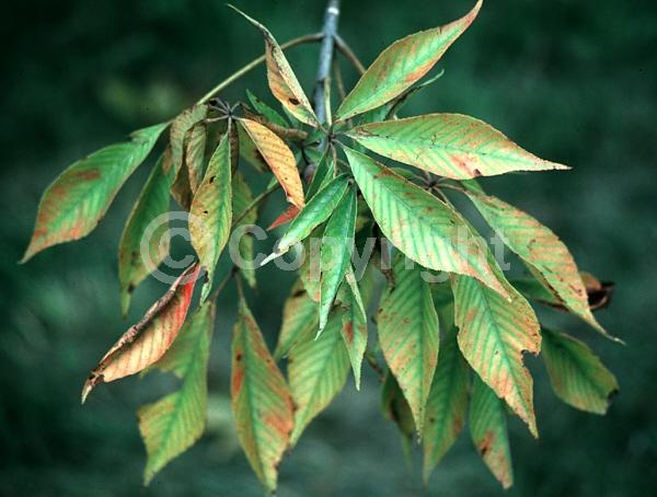 Yellow blooms; Deciduous; Broadleaf