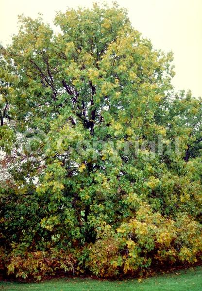 Yellow blooms; Deciduous; Broadleaf; North American Native