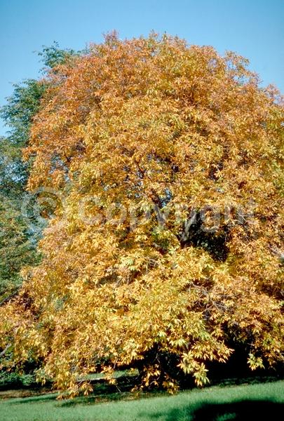 Yellow blooms; Deciduous; Broadleaf; North American Native