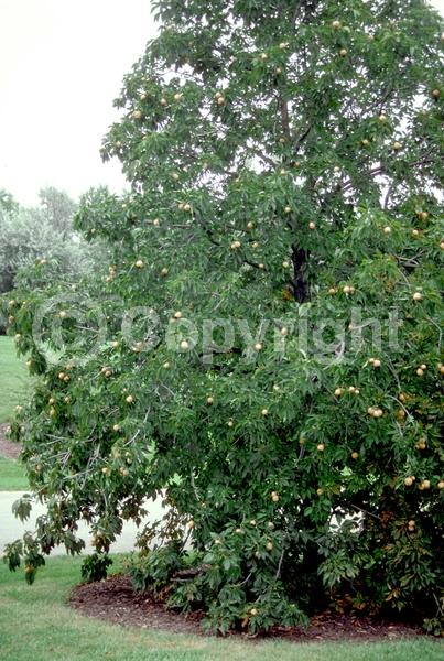 Yellow blooms; Deciduous; Broadleaf; North American Native