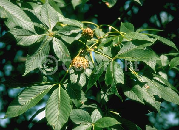 Yellow blooms; Deciduous; Broadleaf; North American Native