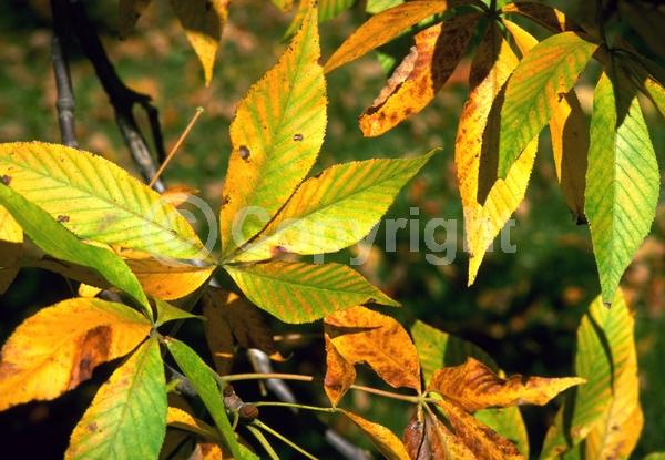 Yellow blooms; Deciduous; Broadleaf; North American Native