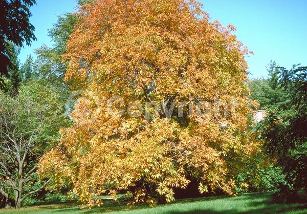 Yellow blooms; Deciduous; Broadleaf; North American Native