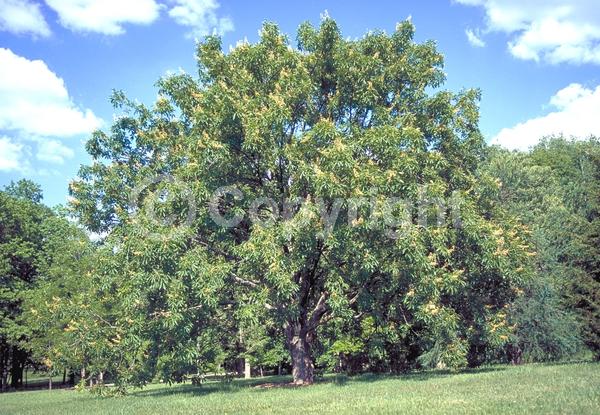 Yellow blooms; Deciduous; Broadleaf; North American Native