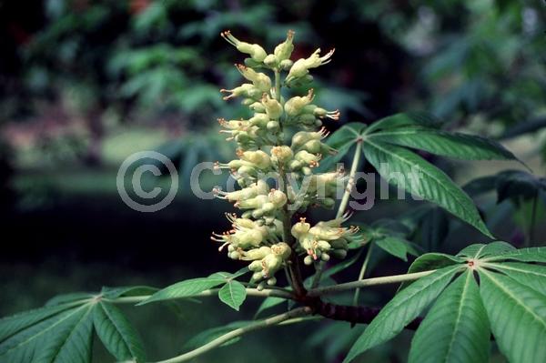 Yellow blooms; Deciduous; Broadleaf; North American Native