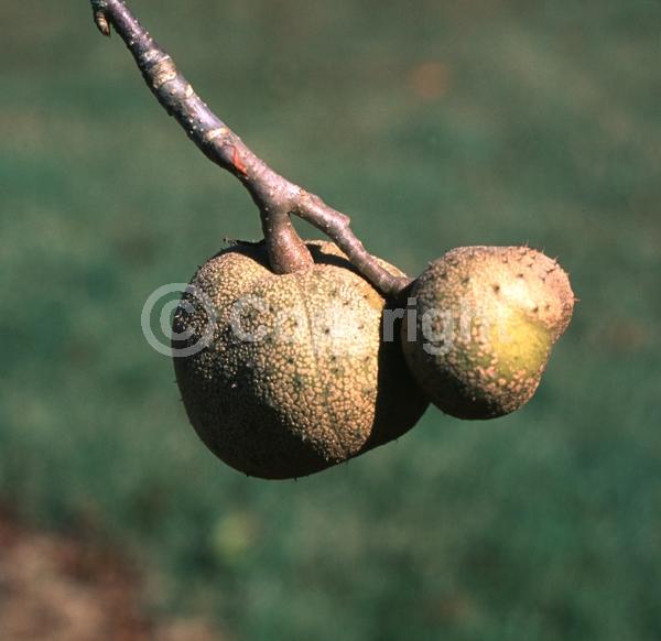 Yellow blooms; Deciduous; Broadleaf; North American Native