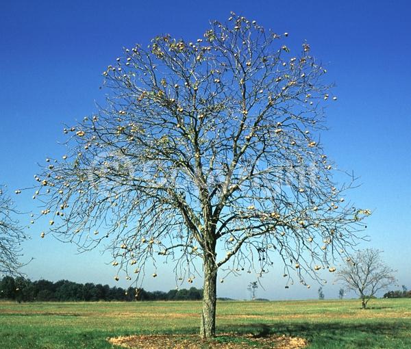 Yellow blooms; Deciduous; Broadleaf; North American Native