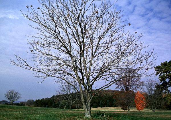 Yellow blooms; Deciduous; Broadleaf; North American Native