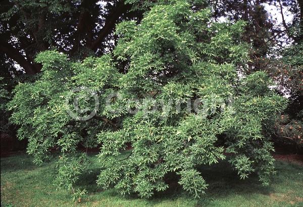 Yellow blooms; Deciduous; Broadleaf; North American Native