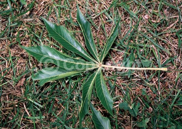 Yellow blooms; Deciduous; Broadleaf; North American Native