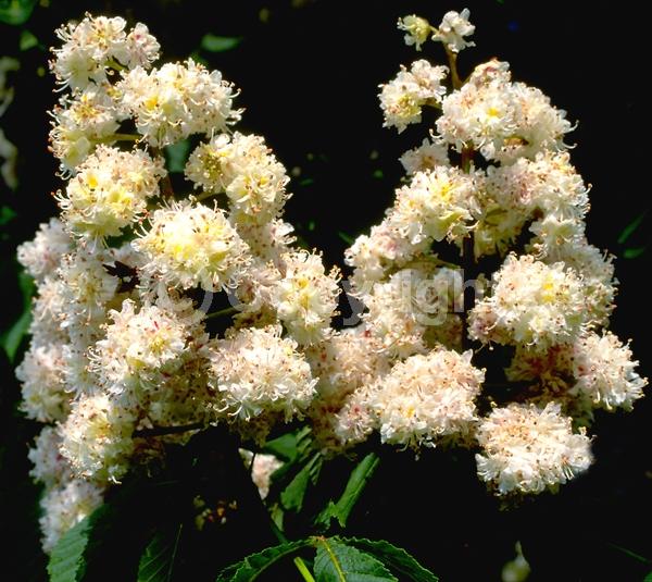 White blooms; Deciduous; Broadleaf