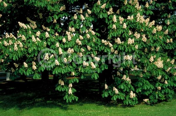 White blooms; Deciduous; Broadleaf