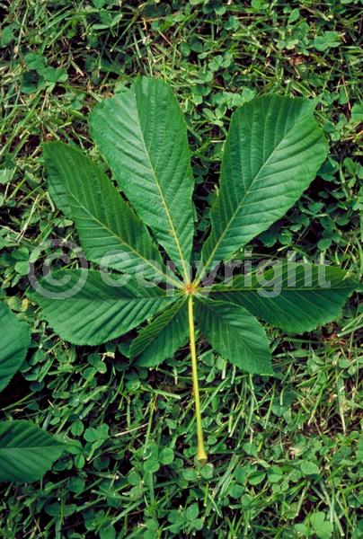 White blooms; Deciduous; Broadleaf
