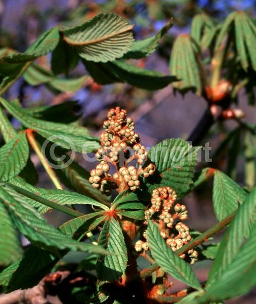 White blooms; Deciduous; Broadleaf