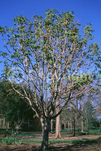 White blooms; Deciduous; Broadleaf