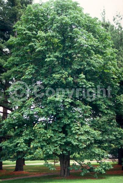 White blooms; Deciduous; Broadleaf