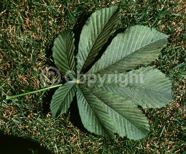 White blooms; Deciduous; Broadleaf