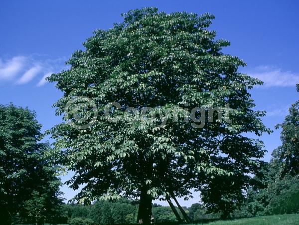 White blooms; Deciduous; Broadleaf