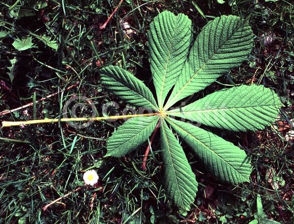 White blooms; Deciduous; Broadleaf