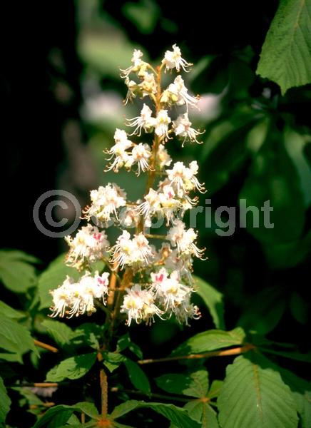 White blooms; Deciduous; Broadleaf