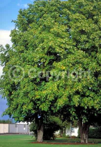 White blooms; Deciduous; Broadleaf