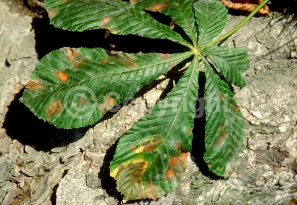 White blooms; Deciduous; Broadleaf