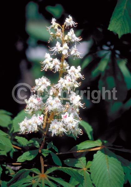 White blooms; Deciduous; Broadleaf